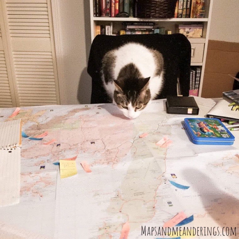 Cat looking at a map